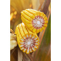 Семена кукурузы РОСС 199 МВ