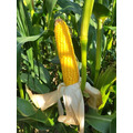 Семена кукурузы РОСС 130 МВ