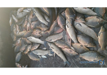 Живая Рыба В Красноярске Где Купить Цена