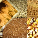 Зерно на производство (муки, масла, алкоголя и т. д)