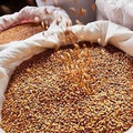 Пшеница кормовая оптом