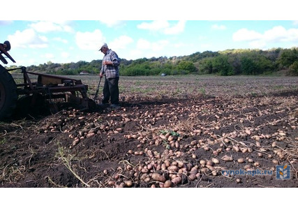 авито воронежская область семена картофеля