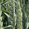 Семена пшеницы озимой купить Алексеич Ахмат Безостая 100 Герда Граф Гром Гомер Еланчик Кавалерка