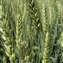 Семена  пшеницы озимой купить Аксинья Амбар Аскет Вольница Вольный Дон Донская Степь Донская Юбилейн