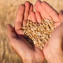 Урожай 2022 г.: пшеница, подсолнечник, кукуруза, картофель. Комбикорм