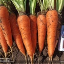 Морковь на экспорт