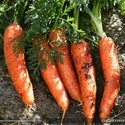 Морковь первый и второй сорт оптом