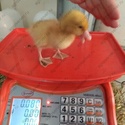 Инкубационное яйцо утки Черри Велли