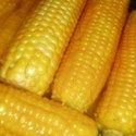 Семена кукурузы на посев от производителя