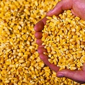 Кукуруза продовольственная большие объёмы