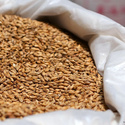 Закупаем все виды зерна (подсолнечник, кукуруза, лён и т. д)