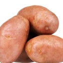 Семенной картофель из Беларуси. Картофель Вектор