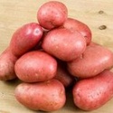 Семенной картофель из Беларуси. Картофель Журавинка