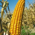 Семена гибридов кукурузы селекции Отбор