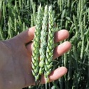 Семена высокоурожайной канадской пшеницы двуручки сорт ТРИНИТИ.