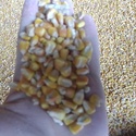 Кукуруза зерно оптом