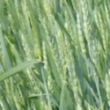 Семена пшеницы яровой Тризо