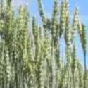 Семена яровой пшеницы Дарья