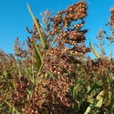 Семена суданской травы Чишминская ранняя