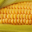 Семена кукурузы Армада 2023 года ФАО 300 Среднеспелый