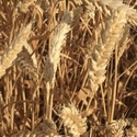 Семена озимой мягкой пшеницы сорт Краса Дона 
