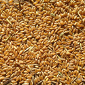 Реализуем пшеницу 3, 4, 5 класса