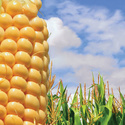 Пшеница, зерно, ячмень урожай 10000 тысяч тонн 2020-2021 года