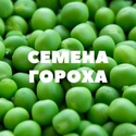 Семена гороха на посев