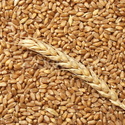  Семена озимой пшеницы,ячменя,тритикале