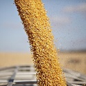 Кукуруза в Краснодаре