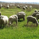 Продаётся кошара, где в настоящее время выращиваются овцы гиссарской породы.