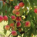 Сад на участке 1,87 га. Плодоносящий сад: персик и черешня.