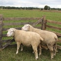 Мясные овцы Иль-де-Франс