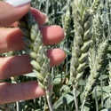 Семена пшеницы озимой купить Акапелла  Арсенал Армада Бумба Багира Богема Былина Дона Донская Лира