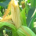 Гибриды семена кукурузы ДКС 3511, ДКС 4014 Монсанта, Monsanto