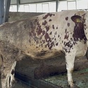 Продаем телок нетелей дойных коров Красно-пестрой породы