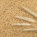 Семена яровой пшеницы Одета РС1, устойчива к болезням, полеганию.