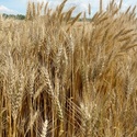Продаем семена пшеницы озимой. 