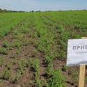 Семена нута сорт Приво-1 и Волжанин 50