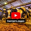 Продажа племенных нетелей молочной породы КРС живым весом оптом по России и СНГ 