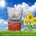 Гибриды семена подсолнечника Пионер Pioneer