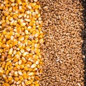 Закупаем семечки подсолнечника, пшеница, ячмень, кукуруза, рапс, соя.