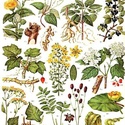 Лекарственные травы, корни, плоды