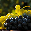 Куплю готовый виноградник от 200 гектаров