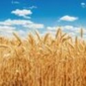 Пшеница оптом в Москве