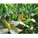 Семена кукурузы ДК 391 (Monsanto) ФАО 310