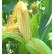 Гибриды семян кукурузы Сингента (Syngenta)
