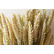 Семена озимой пшеницы Степь, Стиль-18