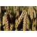 Семена озимой пшеницы Граф