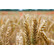 Семена озимой пшеницы Гомер